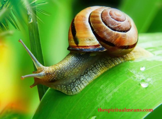 Snail Symbolism in Hinduism