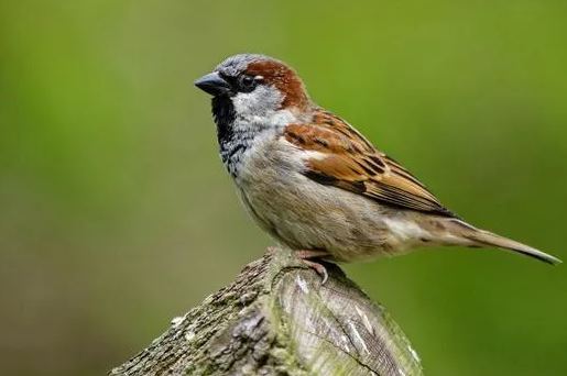 Sparrow Encounters And Omen