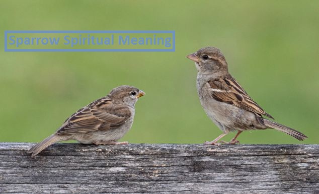 Sparrow Spiritual Meaning