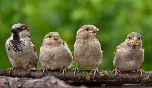 Sparrows as Symbols of Community and Togetherness