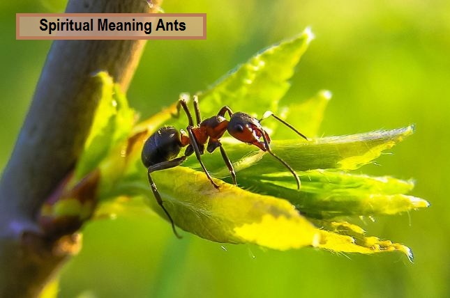 Spiritual Meaning Ants