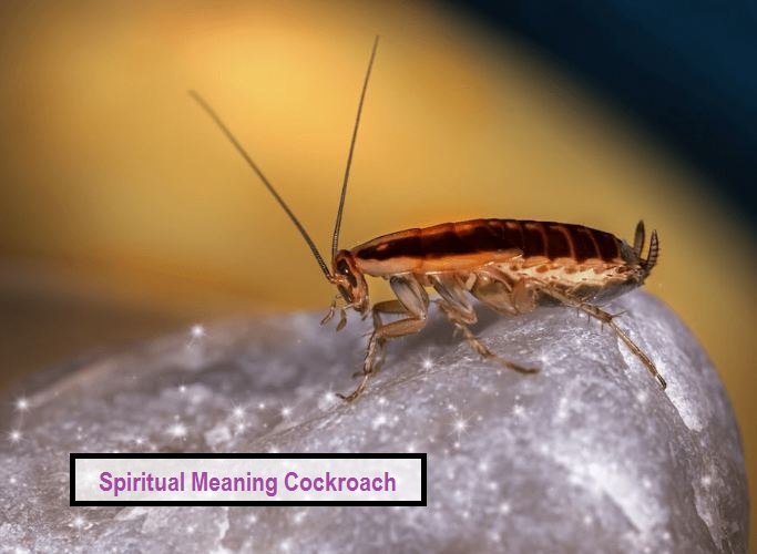 Spiritual Meaning Cockroach