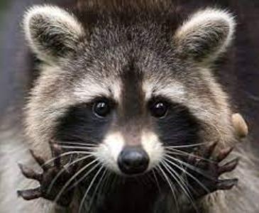Spiritual Meaning Of Raccoon In Dream