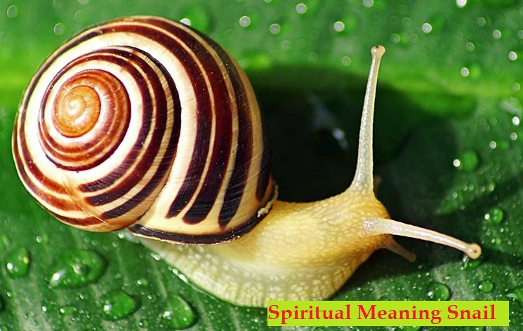 Spiritual Meaning Snail