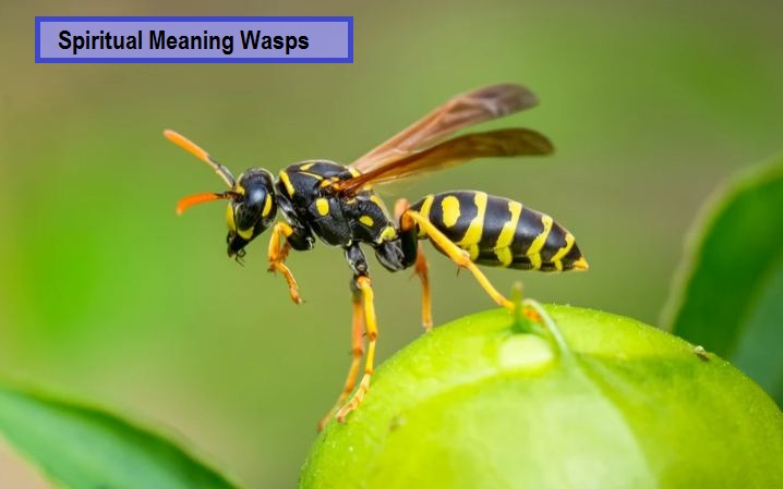 Spiritual Meaning Wasps