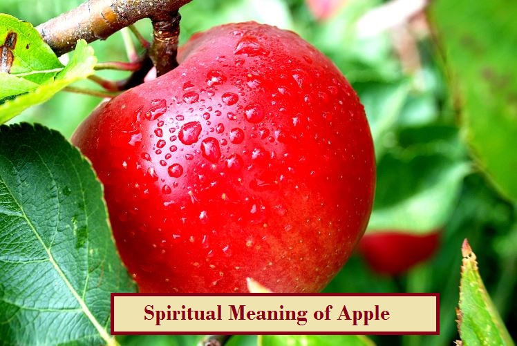 Spiritual Meaning of Apple