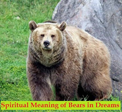 Spirituele betekenis van beren in dromen