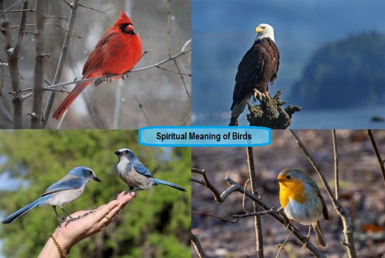 Signification spirituelle des oiseaux