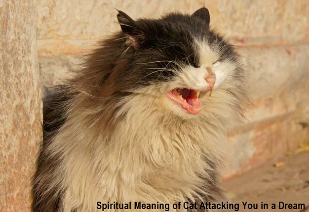Spiritual Meaning of Cat Attacking You in a Dream