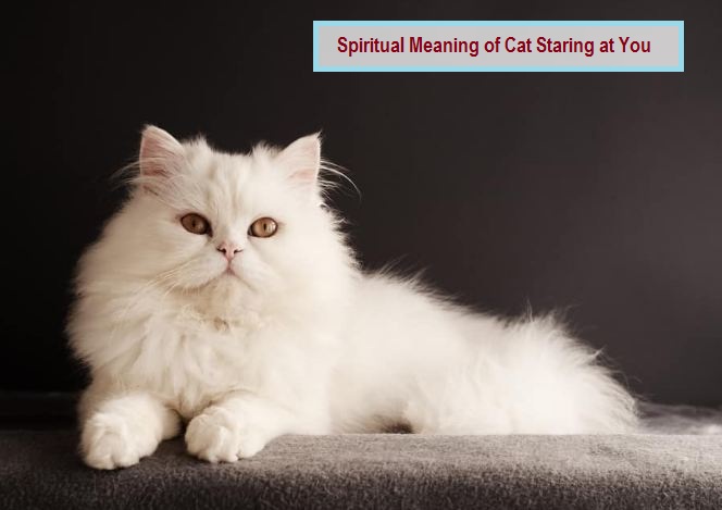 Spiritual Meaning of Cat Staring at You