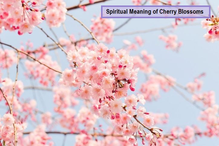 Spiritual Meaning of Cherry Blossoms