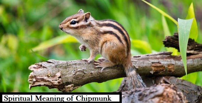 Spiritual Meaning of Chipmunk