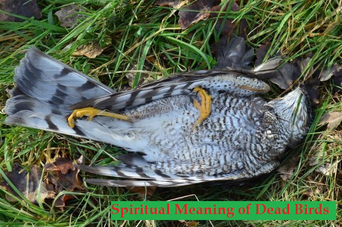 Spiritual Meaning of Dead Birds