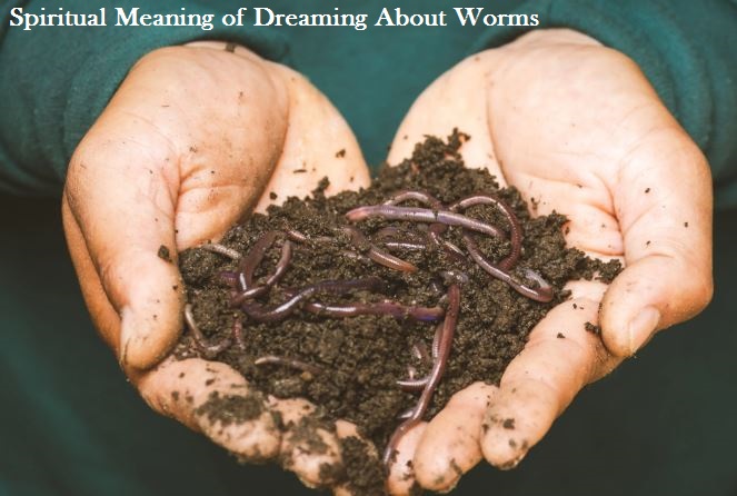 Spiritual Meaning of Dreaming About Worms