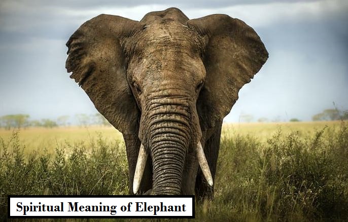 Spiritual Meaning of Elephant