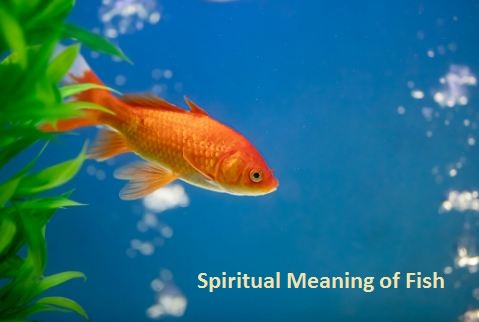 Spirituele betekenis van vis