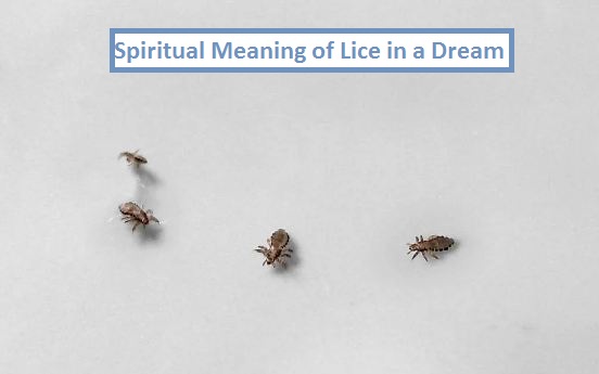 Spiritual Meaning of Lice in a Dream