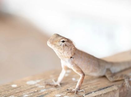 Spiritual Meaning of Lizard in House