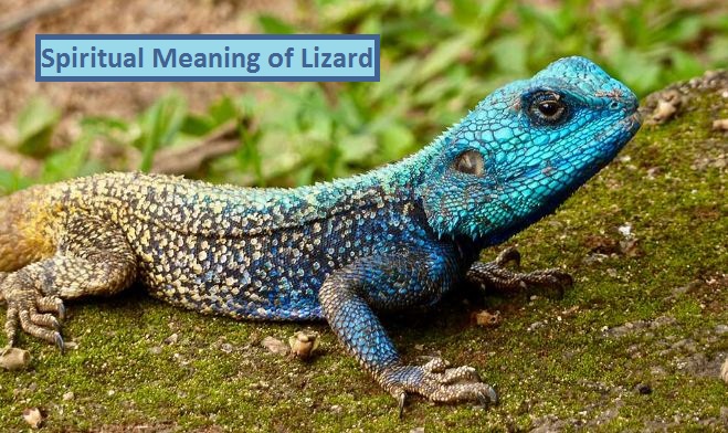 Spiritual Meaning of Lizard