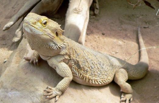 Spiritual Meaning of Lizards