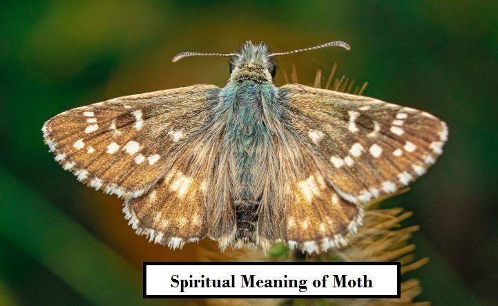 Spiritual Meaning of Moth