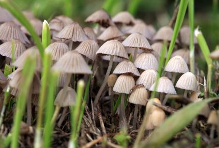 Spiritual Meaning of Mushroom in a Dream