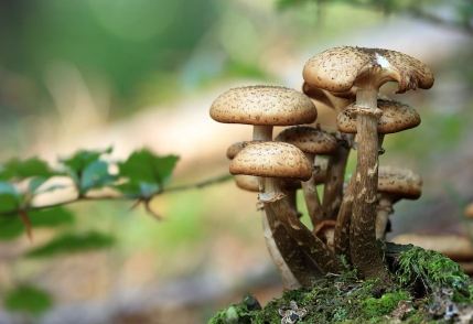 Spiritual Meaning of Mushrooms Growing in Your Yard