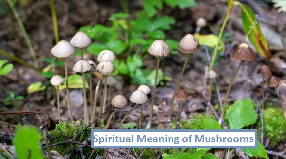 Spiritual Meaning of Mushrooms