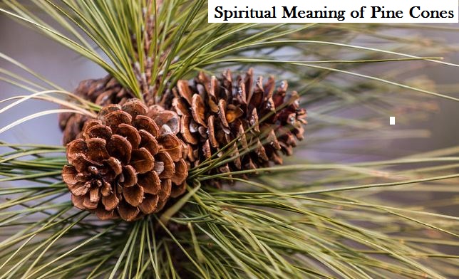 Spiritual Meaning of Pine Cones