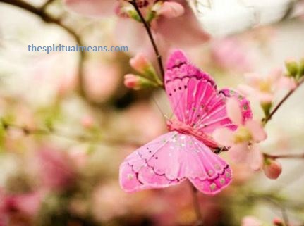 Spiritual Meaning of Pink Butterfly