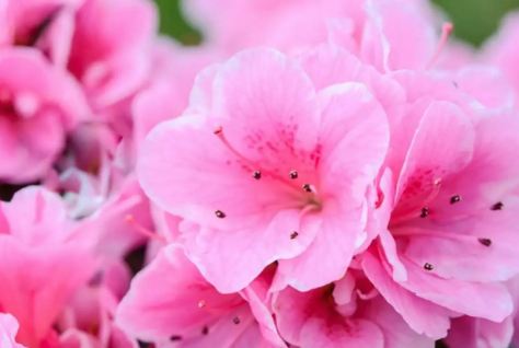 Spiritual Meaning of Pink Flowers