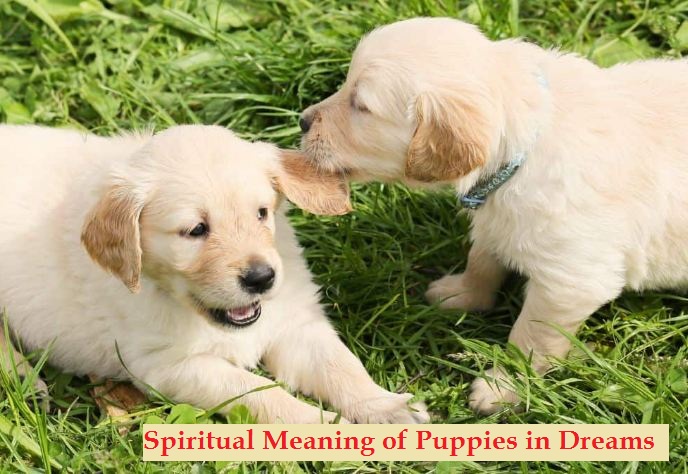 Significado espiritual de los cachorros en los sueños