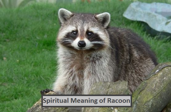 Spiritual Meaning of Racoon