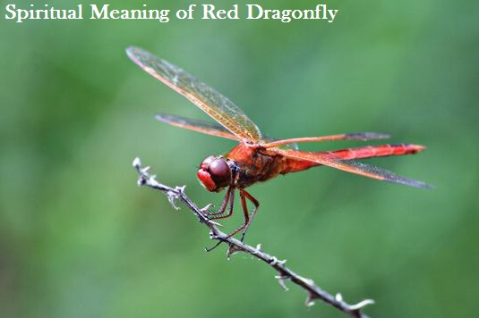 Spiritual Meaning of Red Dragonfly