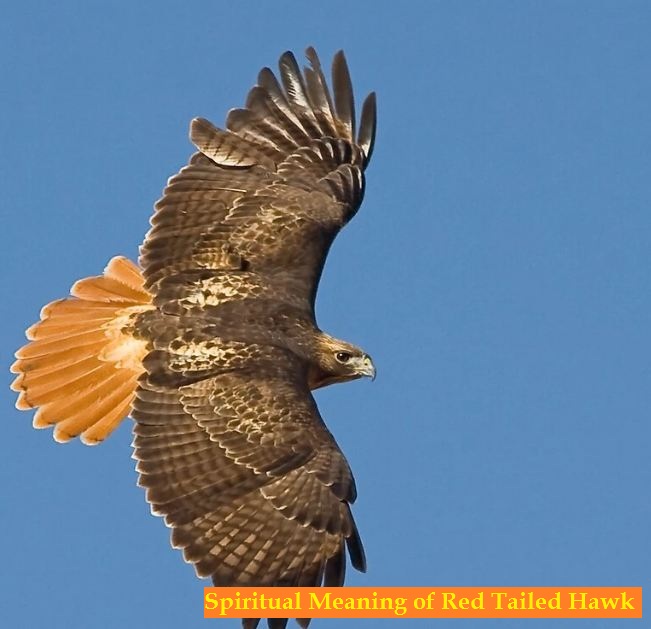 Spiritual Meaning of Red Tailed Hawk