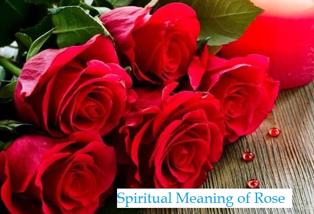 Spiritual Meaning of Rose