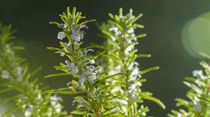 Spiritual Meaning of Rosemary