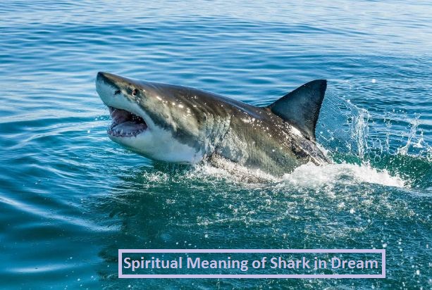 Spiritual Meaning of Shark in Dream