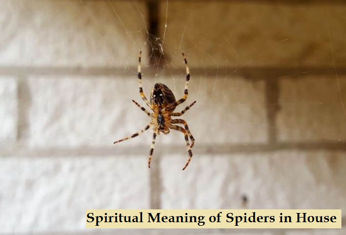 Spiritual Meaning of Spiders in House