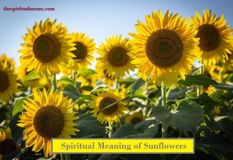 Spiritual Meaning of Sunflowers