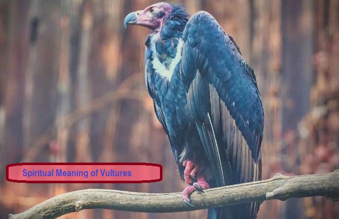 Spiritual Meaning of Vultures