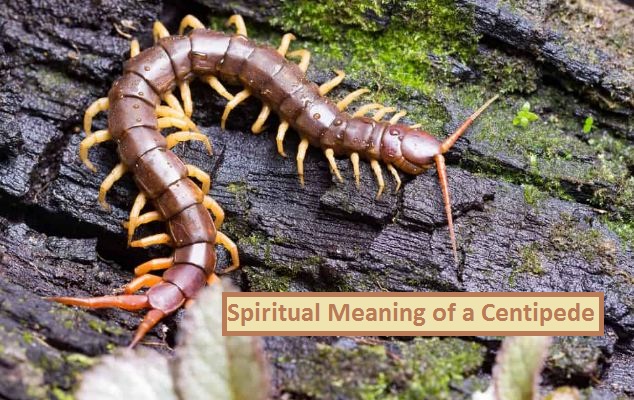 Spiritual Meaning of a Centipede