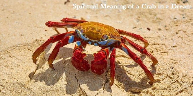 Spiritual Meaning of a Crab in a Dream