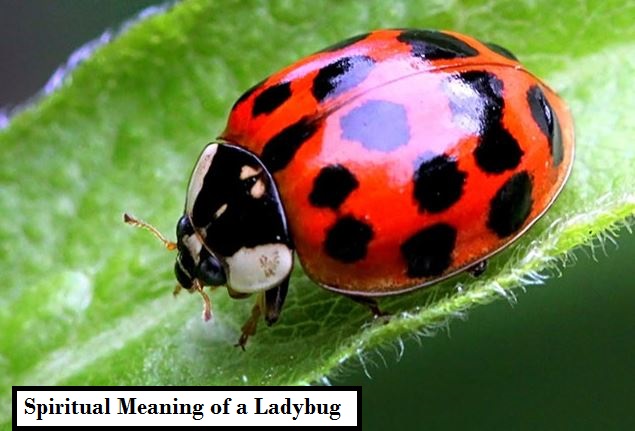 Spiritual Meaning of a Ladybug