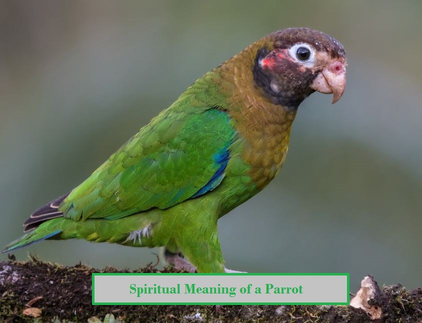 Spiritual Meaning of a Parrot