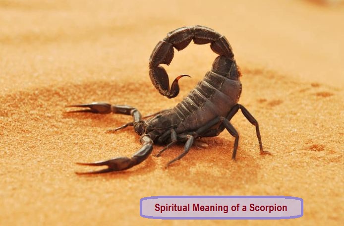Signification spirituelle d'un scorpion
