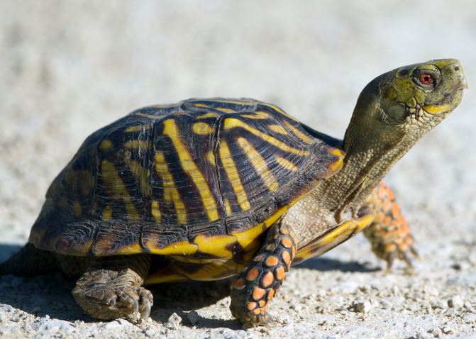 Spiritual Meaning of a Turtle Crossing Your Path