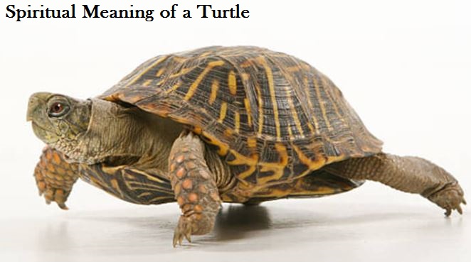 Spiritual Meaning of a Turtle