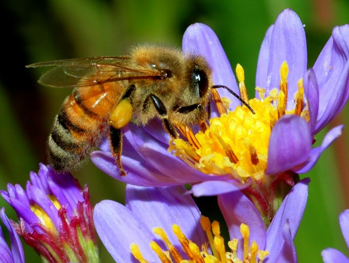 Spiritual Meanings of Bee in Love