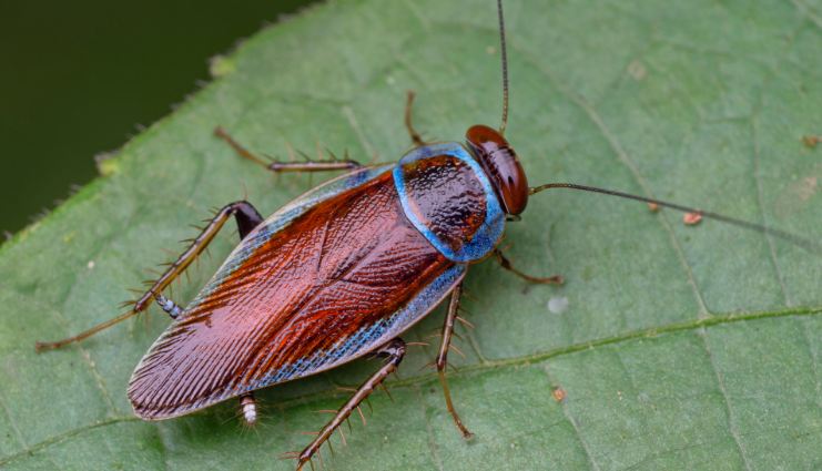Spiritual Meanings of Seeing a Cockroach in Your House